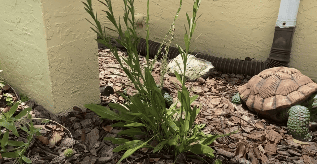 Goldenrod plant